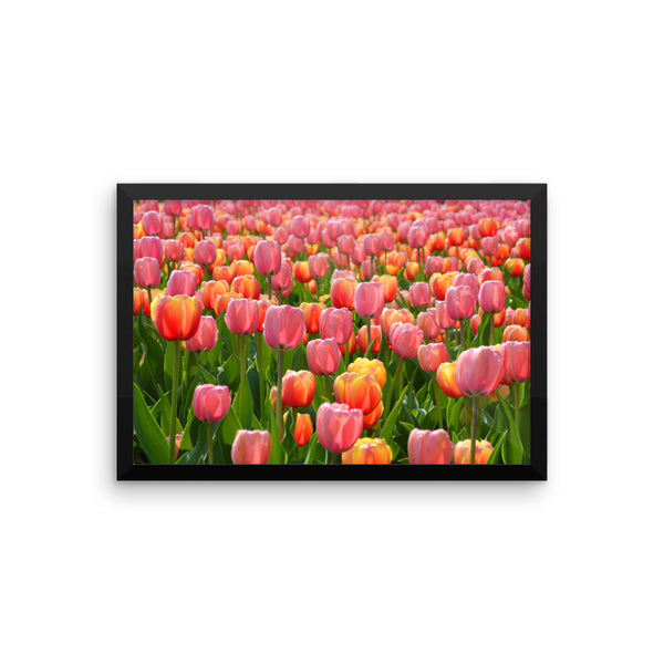 Tulip Framed Poster