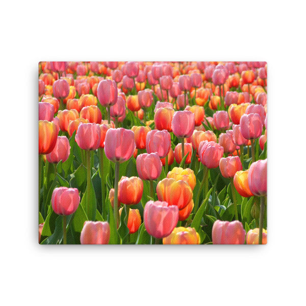 Tulip Canvas