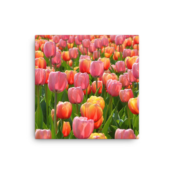Tulip Canvas