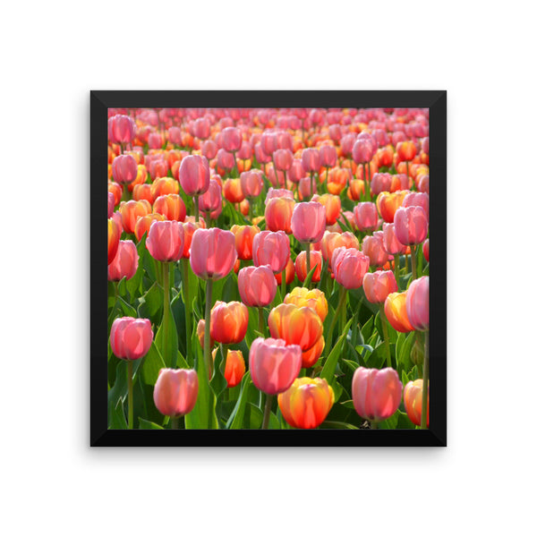 Tulip Framed Poster