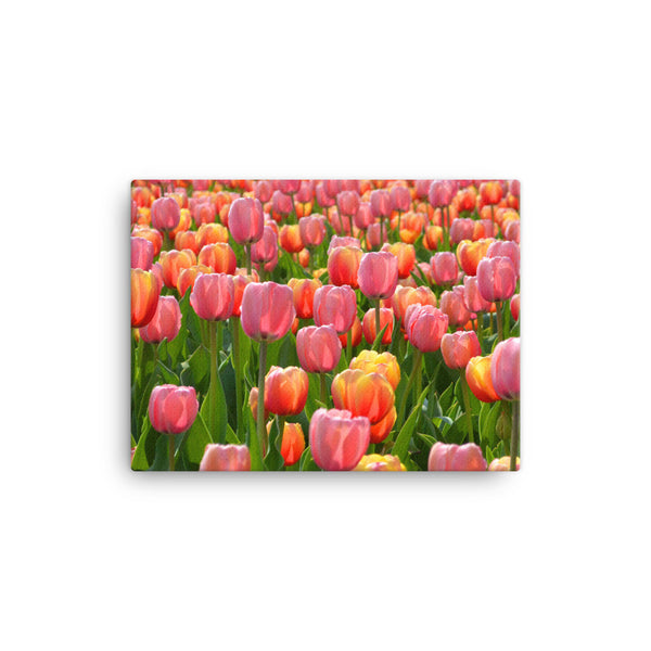 Tulip Canvas