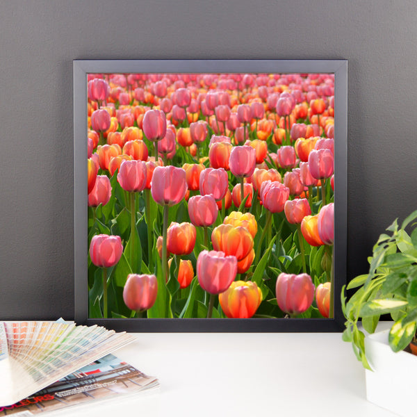 Tulip Framed Poster