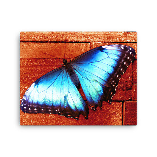Butterfly Canvas