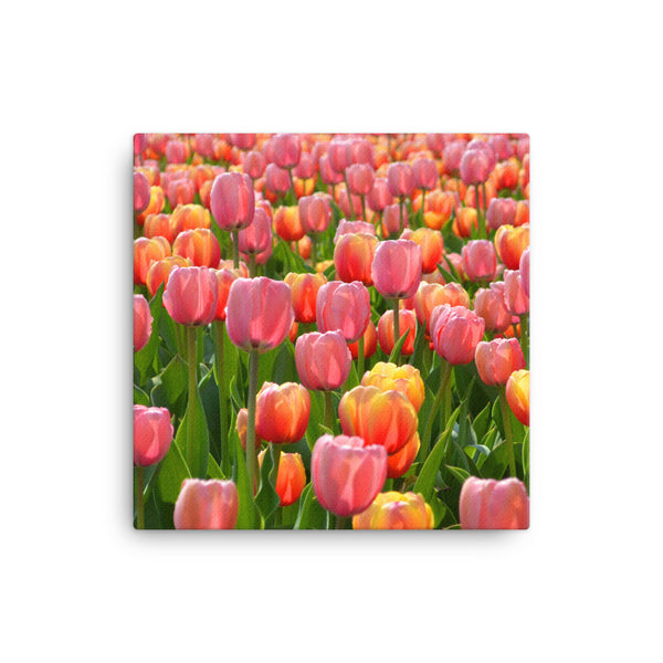 Tulip Canvas