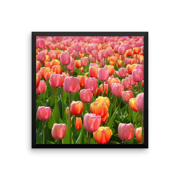 Tulip Framed Poster