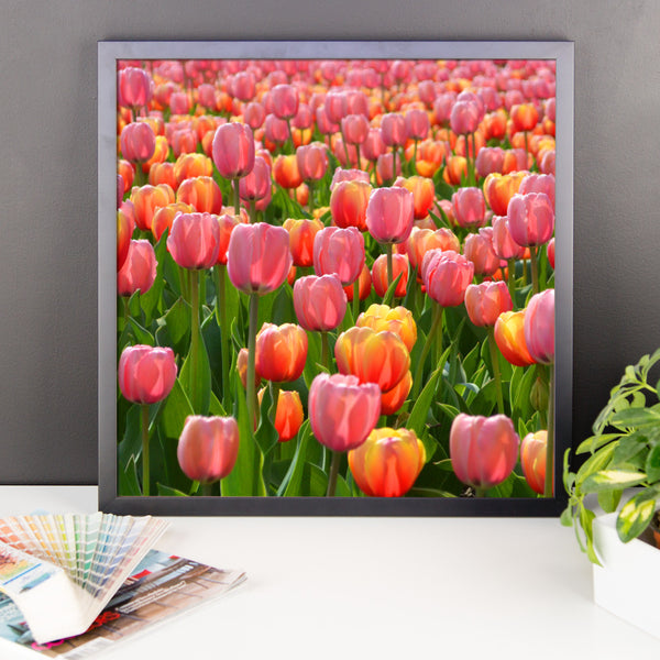 Tulip Framed Poster