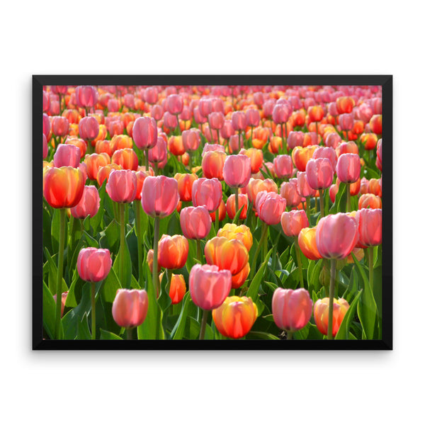 Tulip Framed Poster