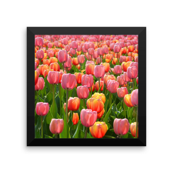 Tulip Framed Poster