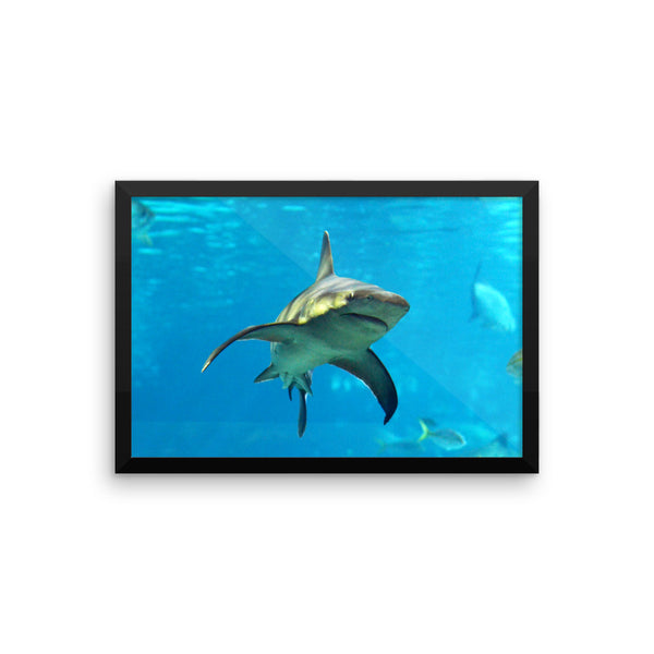 Swimming Shark Framed Poster