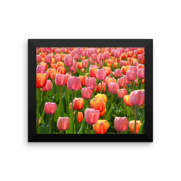Tulip Framed Poster