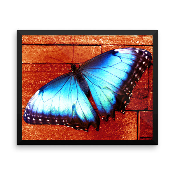 Butterfly Framed Poster