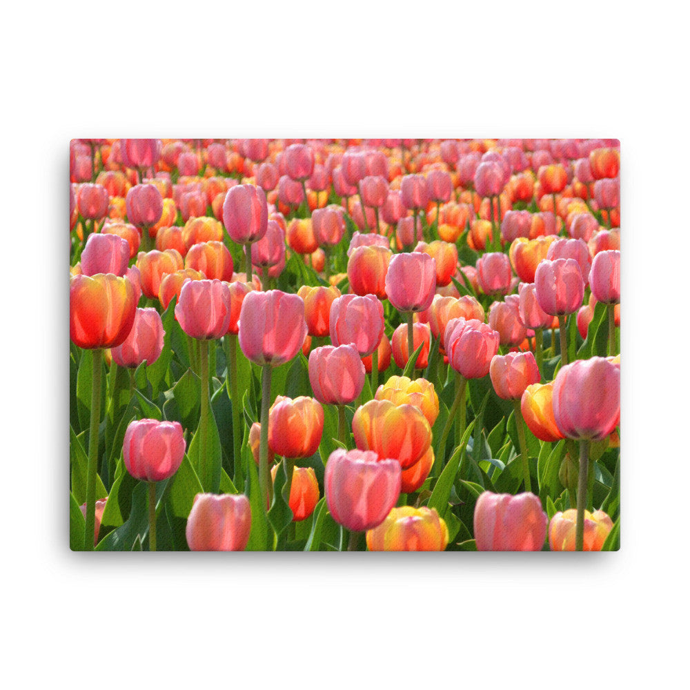 Tulip Canvas