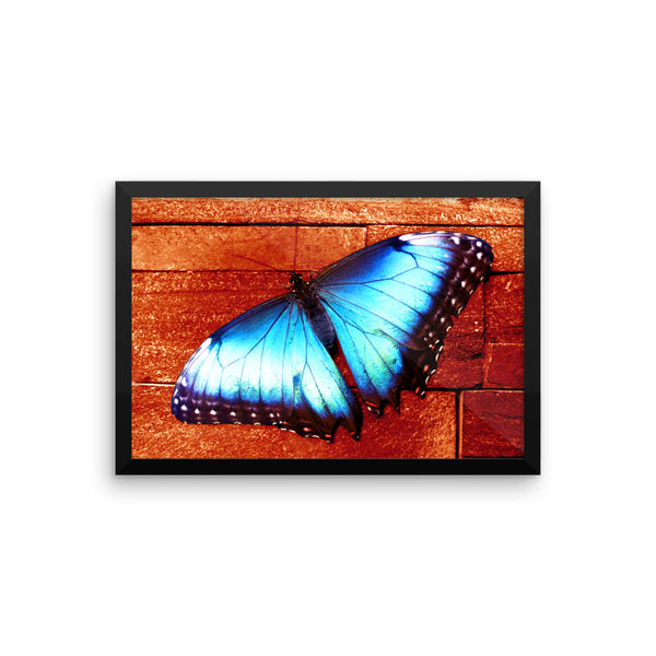 Butterfly Framed Poster