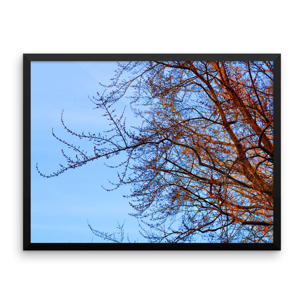 Tree Branch Framed Poster