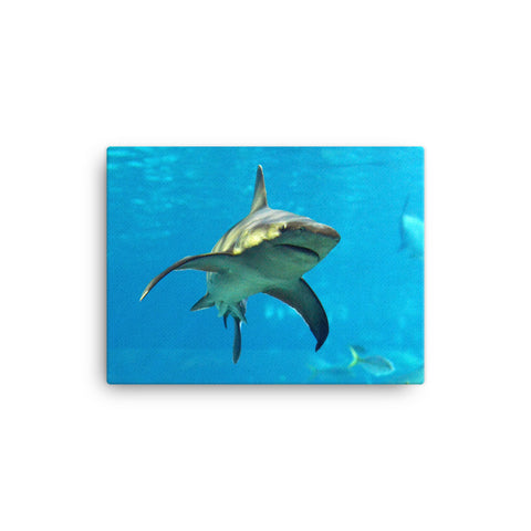Swimming Shark Canvas