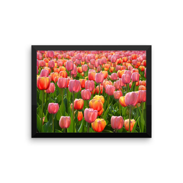 Tulip Framed Poster