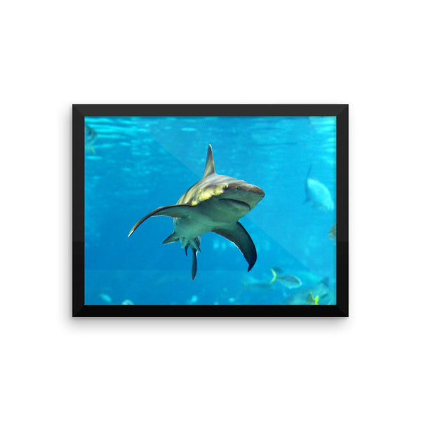 Swimming Shark Framed Poster